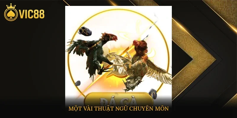 Một vài thuật ngữ chuyên môn